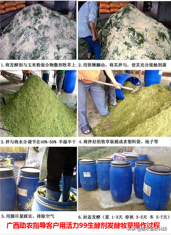 南方养猪种植什么牧草好？猪场为什么推荐种植牧草？