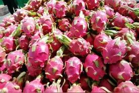 买火龙果，碰到这3种，再便宜也不能要，可别被水果贩忽悠了图片