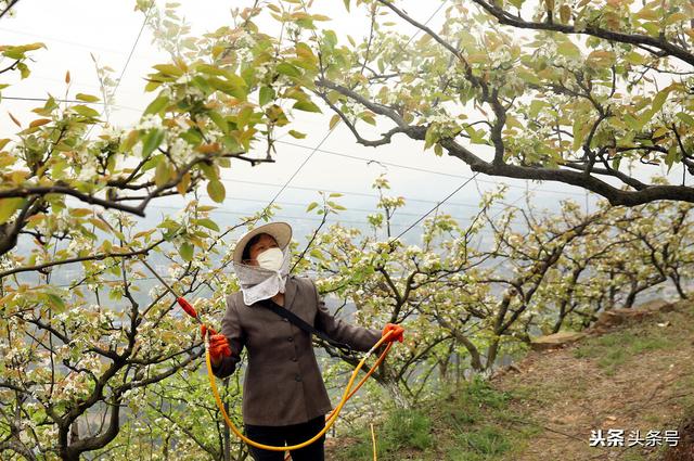 种植户注意，氨基酸肥不等于腐植酸肥，二者差距不小，不要弄混