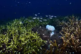珊瑚礁：减缓气候变化的潜在蓝色碳汇丨服务碳中和目标图片