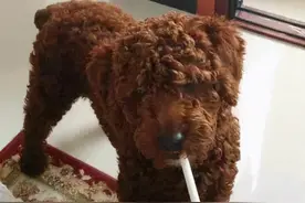 “杀”死爱宠的真凶，竟然是爱吸烟的自己？图片