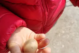 第一次见到这种东西，鬼蛋图片