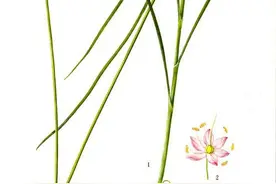 每天学习一味中药——薤白图片