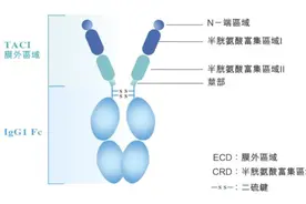 烟台创造！荣昌生物泰它西普获批，全球首创双靶治疗系统性红斑狼疮图片