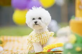 幼犬光吃狗粮会缺微量元素么？会，帮助幼犬补充微量元素的措施图片