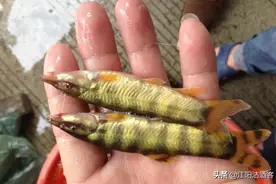 浑身无磷，像泥鳅又不是泥鳅，曾价值900元一斤，钓鱼人舍不得吃图片