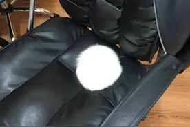 猫咪蜷缩在板凳上，被人当做玩具毛球，凑近一看萌到骨子里了图片