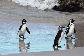 企鹅不只生活在南极，炎热的非洲也有，它们个头不大叫声像驴图片