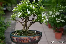 养了3年的茉莉花变老桩，长成“巨无霸”，清香宜人大半年图片