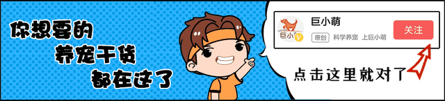 狗狗需要的牛磺酸是什么？牛磺酸对狗狗什么用？缺乏它会引发什么