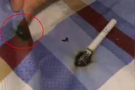 随手乱丢烟头？狗狗机智救火！图片