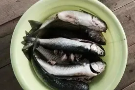 近期大师海钓乌头鱼的注意事项，学会了包你爆护图片