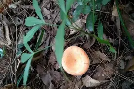 一年之内能采摘2季，山里扎堆生长，5月价格最贵可卖80元一斤图片