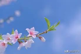 平谷桃花节赏花路线推荐图片