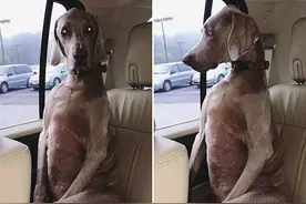 戏精附体了，来看看狗狗坐车时的搞笑照片吧（一）图片