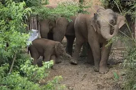 “Pssst！”（嘘！大象在睡觉）探访一个昆明村庄的大象奇缘图片