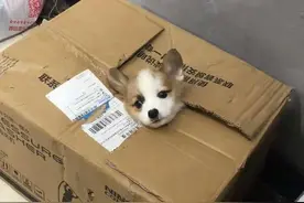 网购的宠物狗到了，去快递站取包裹，却发现快递员在捂嘴偷笑图片