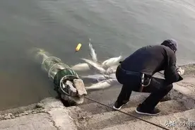 沂河上演“疯狂的锚鱼”，鲢鳙鱼受伤最深！图片