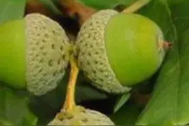 关系山区农民增收和出口创汇，橡子是食品，还是饲料？亟需界定图片