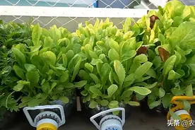 邻居拿“瓶子”种的菜，看着收成还不错，青菜豆芽吃不停图片