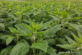 芝麻种植超2千年，很多人把叶子当废物扔掉，晒干30元1斤图片