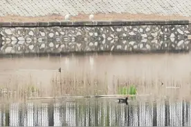 雨后翠屏湿地公园游记（一）图片