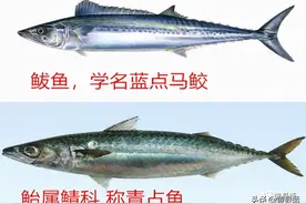 青鱼不是鲭鱼，鲐鲅鱼不是鲅鱼，爱海鲜的你要分得清楚图片