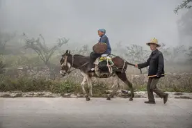 为什么驴过河就会停下来撒尿图片