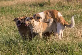 狗子在交配时为什么会被“锁”住，这到底是怎么回事？图片