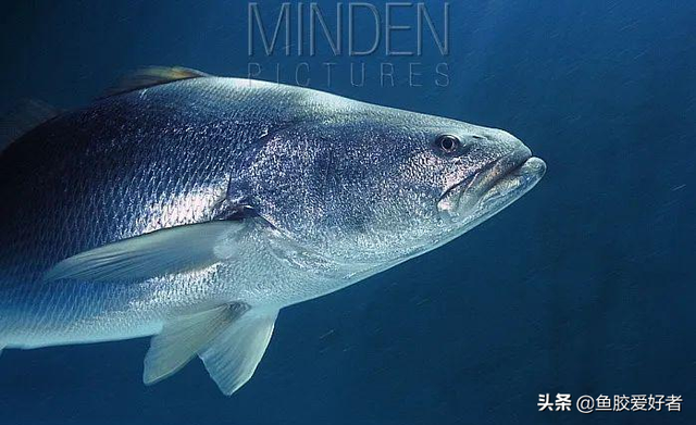 鳘鱼胶是花胶吗 2026年鰽鱼胶花胶效果怎么样