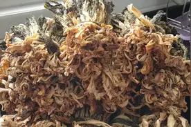 吃过菜干炖肉很回味？原来菜干做法这么简单，一晾一烫一晒就成视频封面