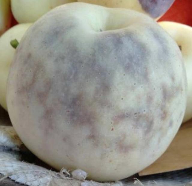 苹果进入采收期，要严防水心病的侵害，教你如何防治延长贮藏时间