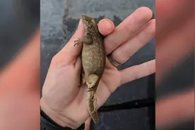 美国研究人员发现一个小动物，它是真的大腹便便图片