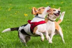 雄狗为什么要带把“锁”，来锁住雌狗？它们的祖先狼也是这样的？图片