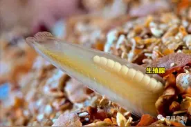 似鱼非鱼，种类不多，却在动物界地位特殊图片