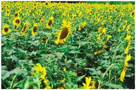 桂林恭城百亩向日葵花田成为网红“打卡点”，更成为当地百姓增收的新产业图片