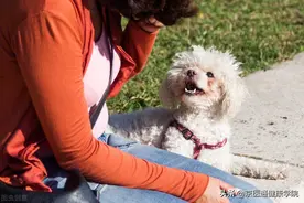 被猫狗抓伤咬伤怎么办？第一步并不是打疫苗图片