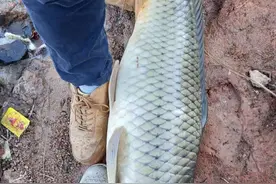 其实大鱼并不喜欢香，臭才是野钓王道，用好大钩粗线伺候图片