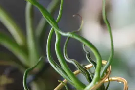 不知不觉又有了新变化，空气凤梨的快乐夏日图片