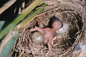 当鸟类发现自己养了一只杜鹃的雏鸟时，它们会是什么反应？图片