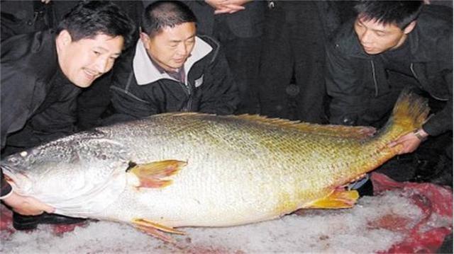 世界上最贵的鱼胶多少钱 2026年世界上最贵的鱼胶是什么鱼胶?