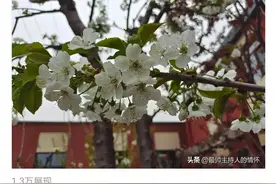 所谓爱狗人士真的让人太恶心了。图片