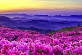 全球最美花海图片
