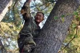 “打松塔”有多危险？不输于捕蟹人，看完后再也不觉得松子贵了图片