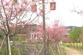 莆田樱花开了！在这里图片