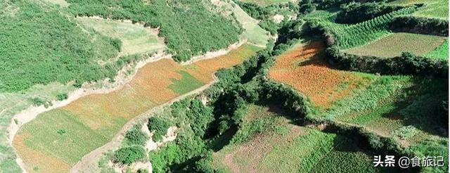 兰州甜百合，可以生吃的百合