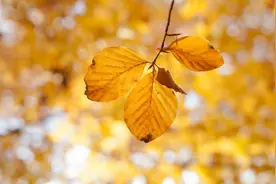 因“妹妹来家坐月子”与妻子争执，男人：结了婚就不能再有亲情？图片