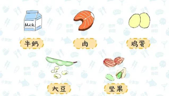 基础代谢——蛋白质的神奇功效