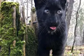 妹子草地捡到小黑猫，结果越养越“不对劲”，这哪里是猫啊图片