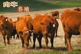 天然肉牛养殖地加拿大阿尔伯塔省，年出口百万吨牛肉到世界！视频封面